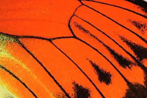 Sulpher: Vibrant Sulpher detail of the butterfly wing