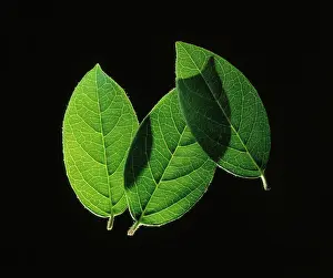 Viburnum: Viburnum