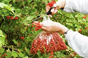Viburnum: Viburnum