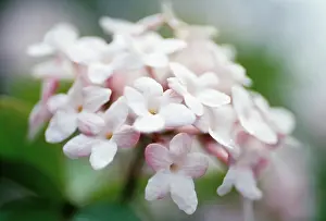 Viburnum: Viburnum