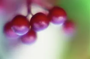 Viburnum: Viburnum