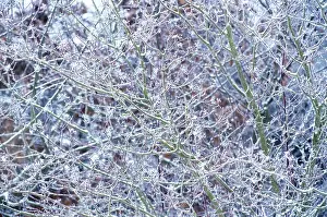 Viburnum: Viburnum