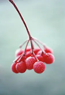 Viburnum: Viburnum