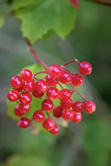 Viburnum: Viburnum