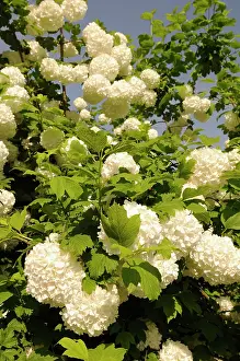 Viburnum: Viburnum