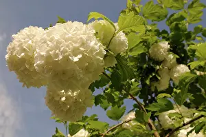 Viburnum: Viburnum
