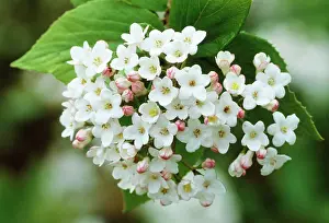 Viburnum: Viburnum