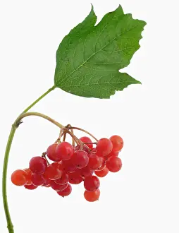 Compact: Viburnum