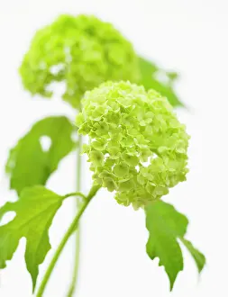 Viburnum: Viburnum