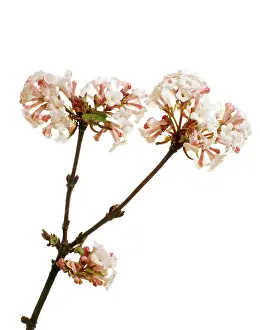 Viburnum: Viburnum