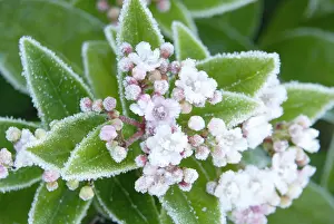 Viburnum: Viburnum