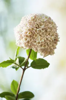 Viburnum: Viburnum