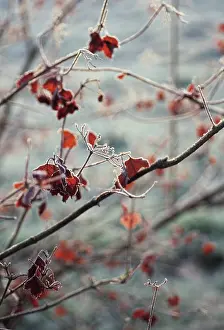 Connected: Viburnum