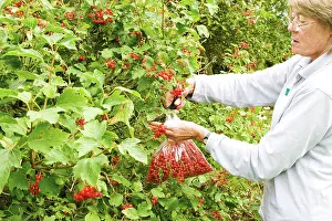 Collected: Viburnum