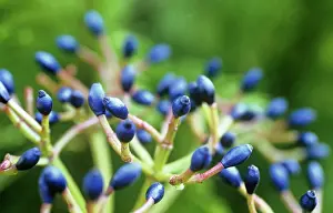Weird: Viburnum