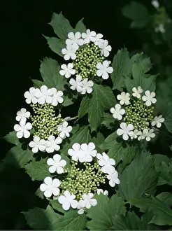 Roses: Viburnum - Guelder Rose - In flower