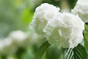 Viburnum: Viburnum, Rotundifolium Doublefile Viburnum
