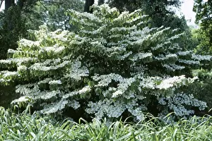 Viburnum: VIBURNUM - Tomentosum Mariesii, In flower