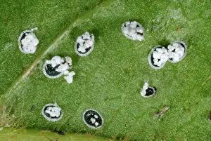 Viburnum: Viburnum Whitefly