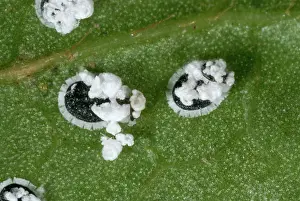 Viburnum: Viburnum Whitefly