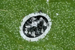 Viburnum: Viburnum Whitefly