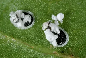 Viburnum: Viburnum Whitefly