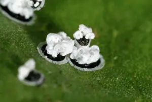 Viburnum: Viburnum Whitefly