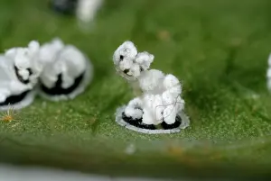Viburnum: Viburnum Whitefly