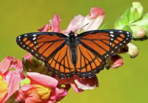Archippus: Viceroy Butterfly