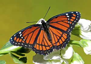 Archippus: Viceroy Butterfly