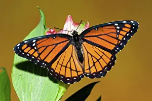 Archippus: Viceroy Butterfly