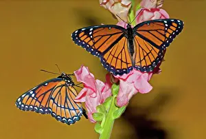 Archippus: Viceroy Butterfly