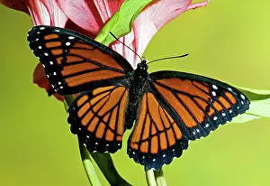 Queen: Viceroy Butterfly