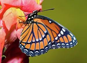 Antennae: Viceroy Butterfly