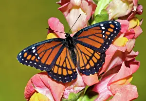 Antennae: Viceroy Butterfly
