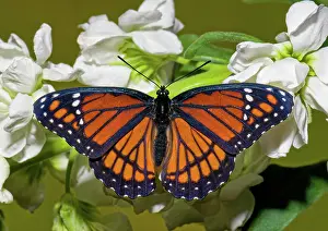 Antennae: Viceroy Butterfly