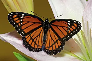 Antennae: Viceroy Butterfly