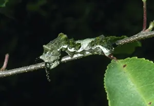 Nymphalid: Viceroy Caterpillar