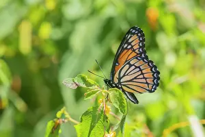 Prairie: Viceroy (Limenitis archippus) in prairie Marion