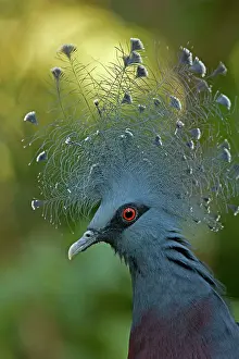 Goura: Victoria Crowned Pigeon