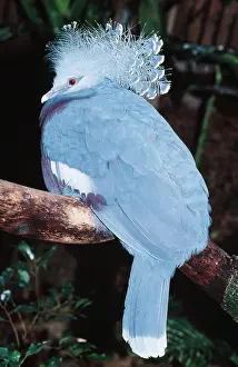 Goura: Victoria Crowned Pigeon