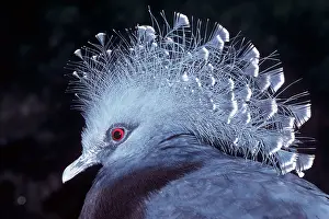 Goura: VICTORIA CROWNED PIGEON