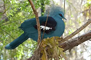 Goura: Victoria Crowned Pigeon
