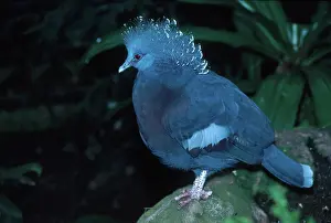 Goura: Victoria Crowned Pigeon