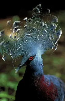 Goura: Victoria crowned pigeon