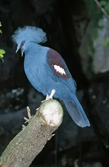 Goura: Victoria Crowned Pigeon
