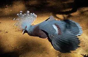 Victoria: Victoria Crowned PIGEON - captive