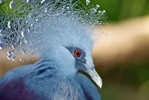 Fancy: Victoria Crowned Pigeon in captivity