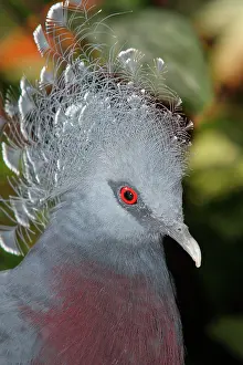 Goura: Victoria Crowned-Pigeon (Goura victoria)