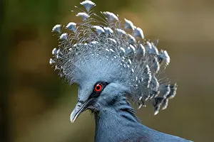 Comb: Victoria crowned pigeon (Goura victoria), animal
